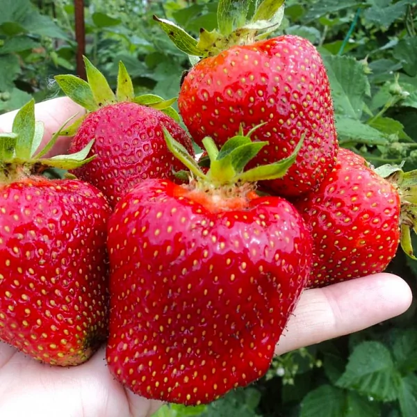 Клубника "ДАРСЕЛЕКТ"  (6шт.)